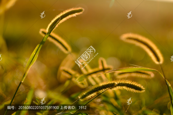 狗尾草