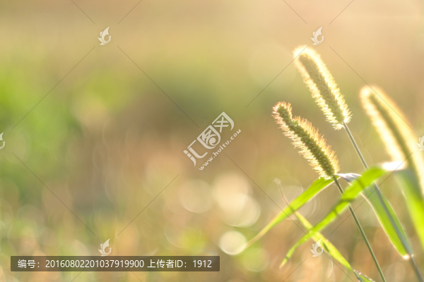 狗尾草