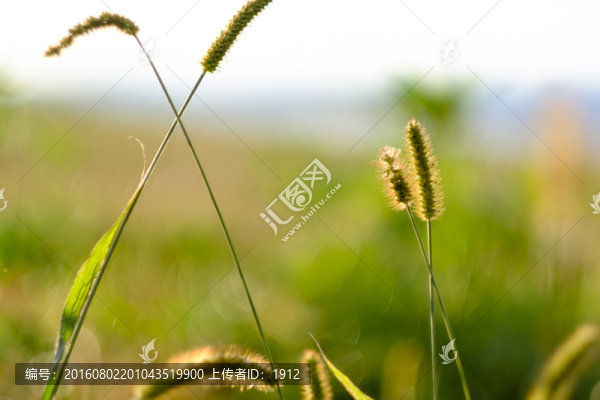 狗尾草