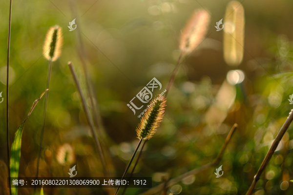 小草