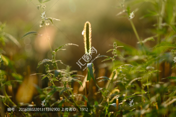 小草