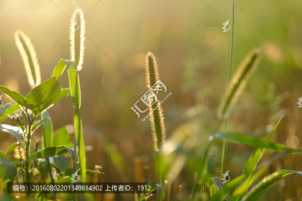 小草