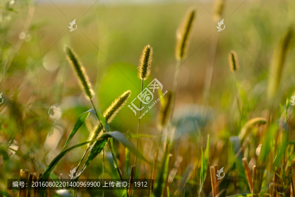 狗尾草