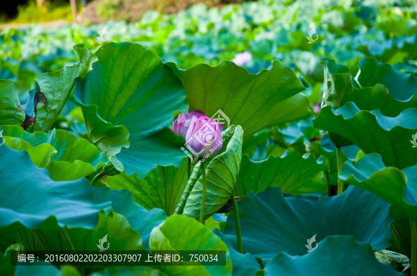 荷葉中的鴛鴦荷