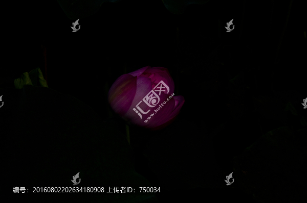 黑背景下的一支獨(dú)荷