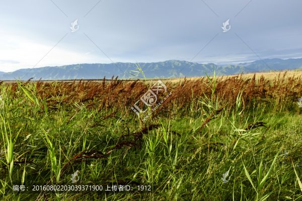 野草