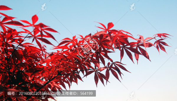 紅葉