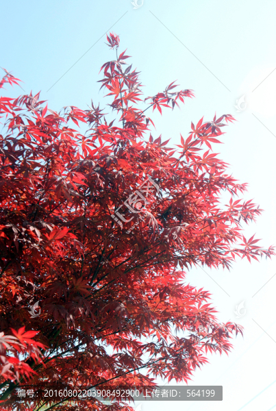 紅葉