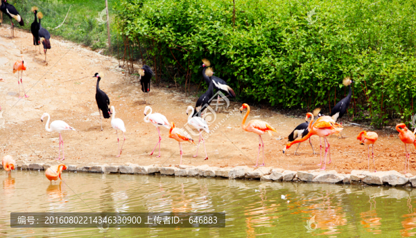 火烈鳥(niǎo)