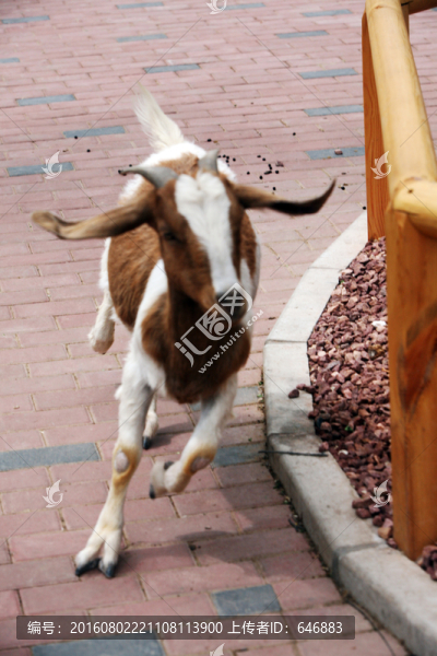 羊,動物,山羊