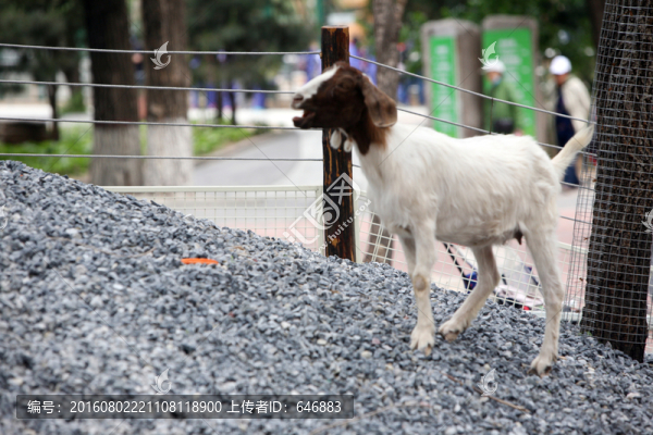 羊,動物,山羊