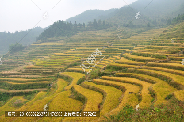 麗水云和梯田風(fēng)光