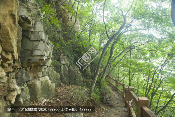 山上樹木,林場