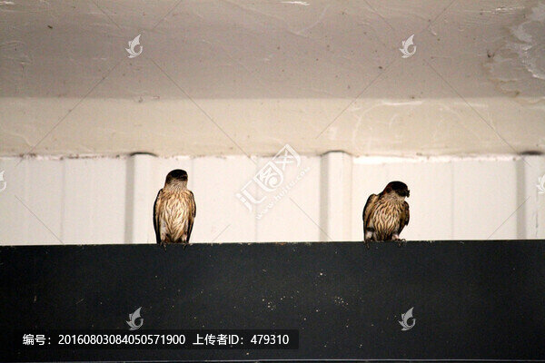 燕子,鳥,小燕,候鳥