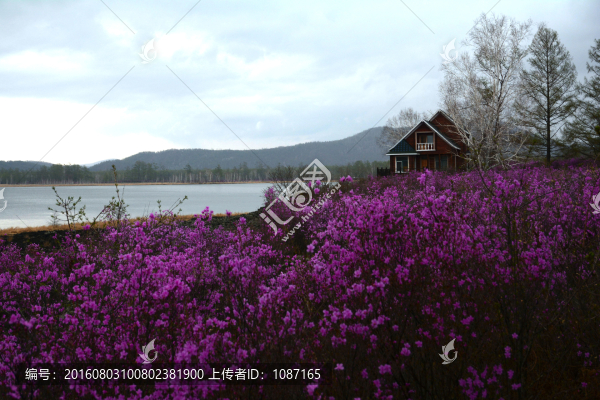 杜鵑