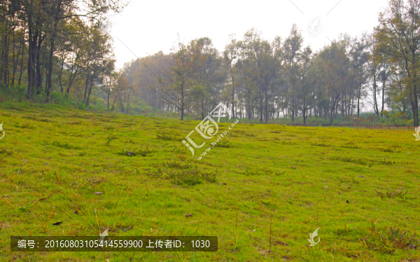 草地,樹林