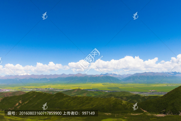 門源油菜花