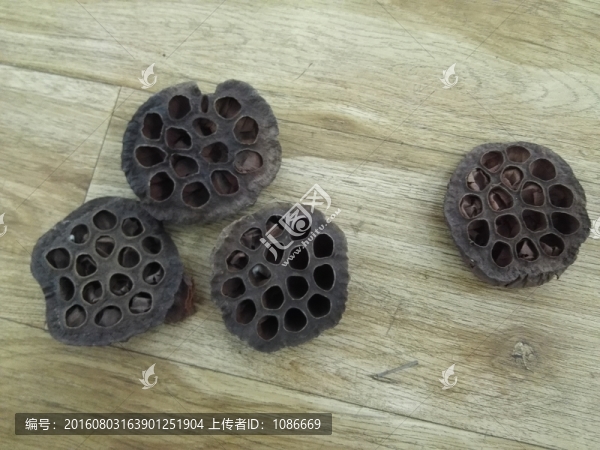 蓮蓬風(fēng)干蓮蓬咖啡色蓮蓬素材