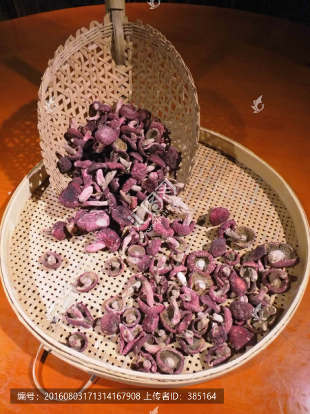 武平野生紅菇