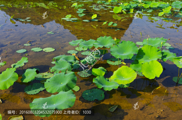 風景