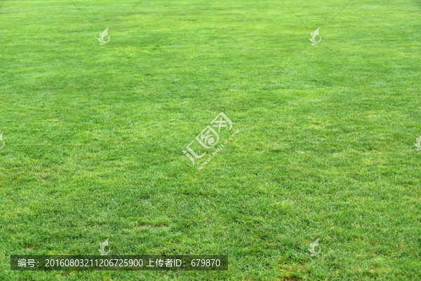 綠草地
