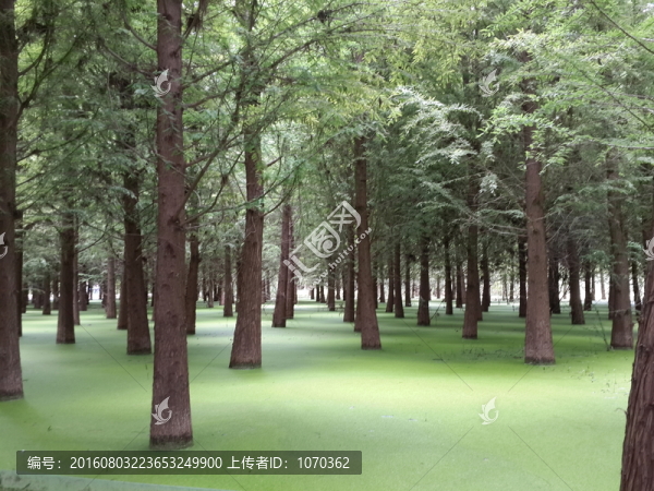 杉樹林