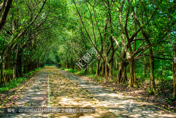 陽光森林小路