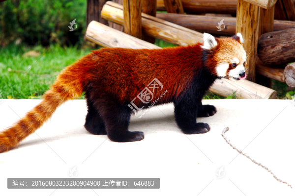 浣熊,小獸