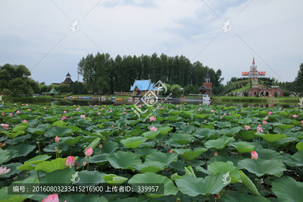 荷花