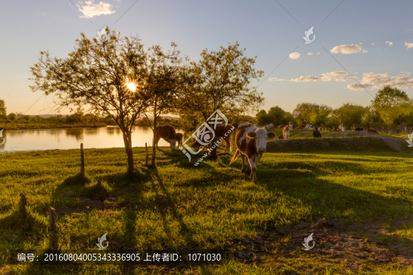 夕陽(yáng)下的牛群