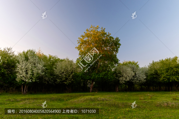 夕陽下野果樹