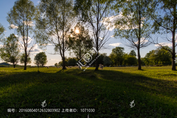 羊群吃草