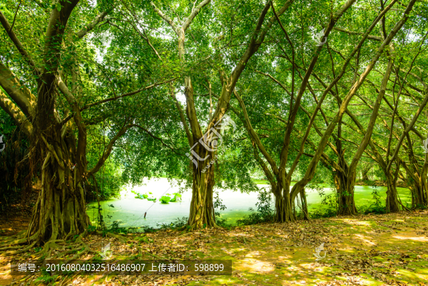 陽(yáng)光樹林