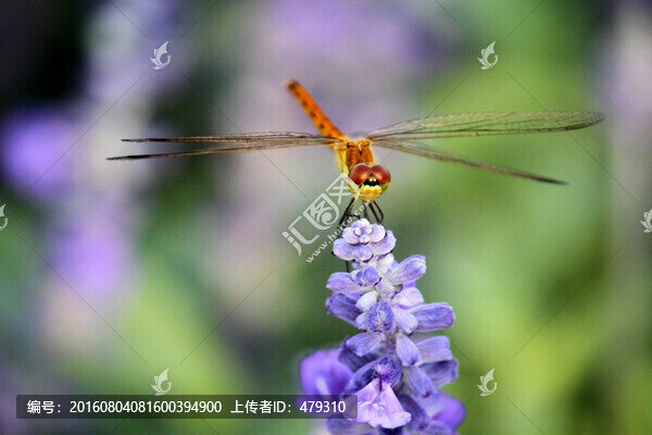 蜻蜓,昆蟲,柳葉
