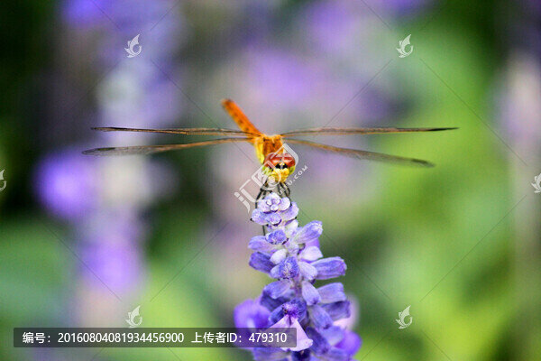 蜻蜓,昆蟲