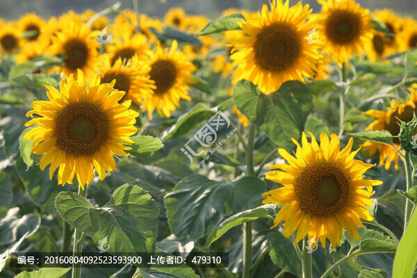 向日葵,葵花,花卉,鮮花,花朵