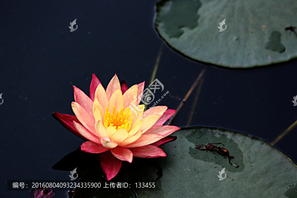 睡蓮