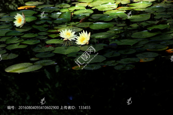 睡蓮