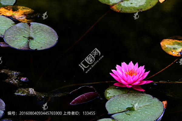 睡蓮