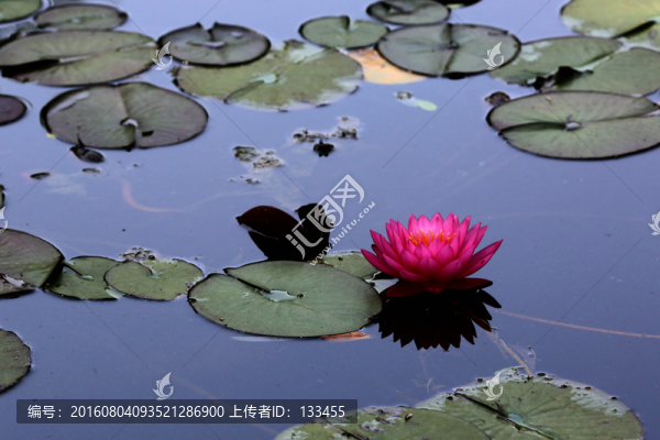 睡蓮