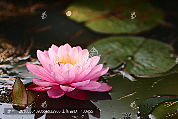 睡蓮