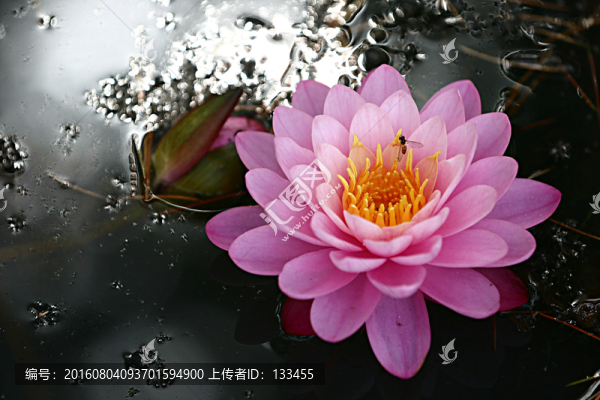 睡蓮