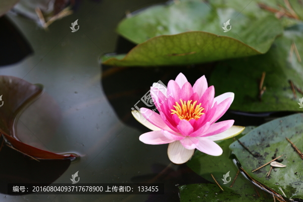 睡蓮