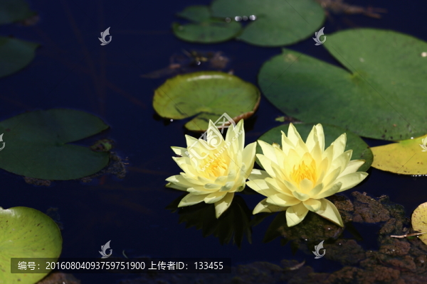 睡蓮