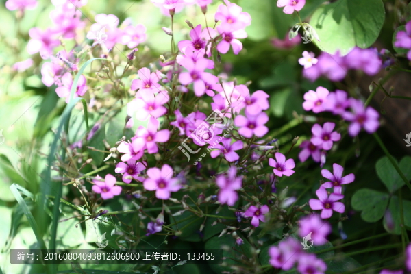 花卉