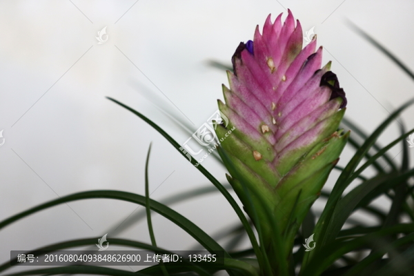 花卉