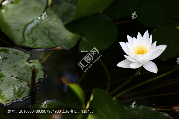 睡蓮