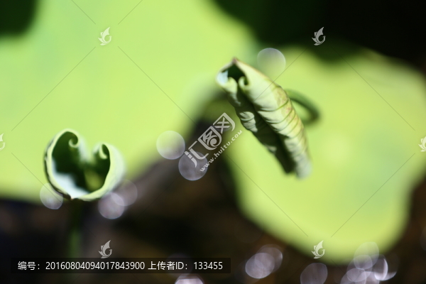 荷葉