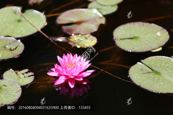 睡蓮
