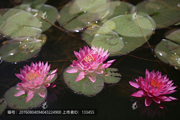 睡蓮